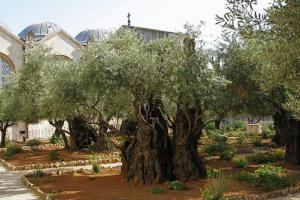 Маслиновите дрва под кои се молел Исус 